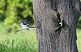 Northern Red-billed Hornbillborder=